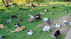 many Cat Sanctuary in Romania