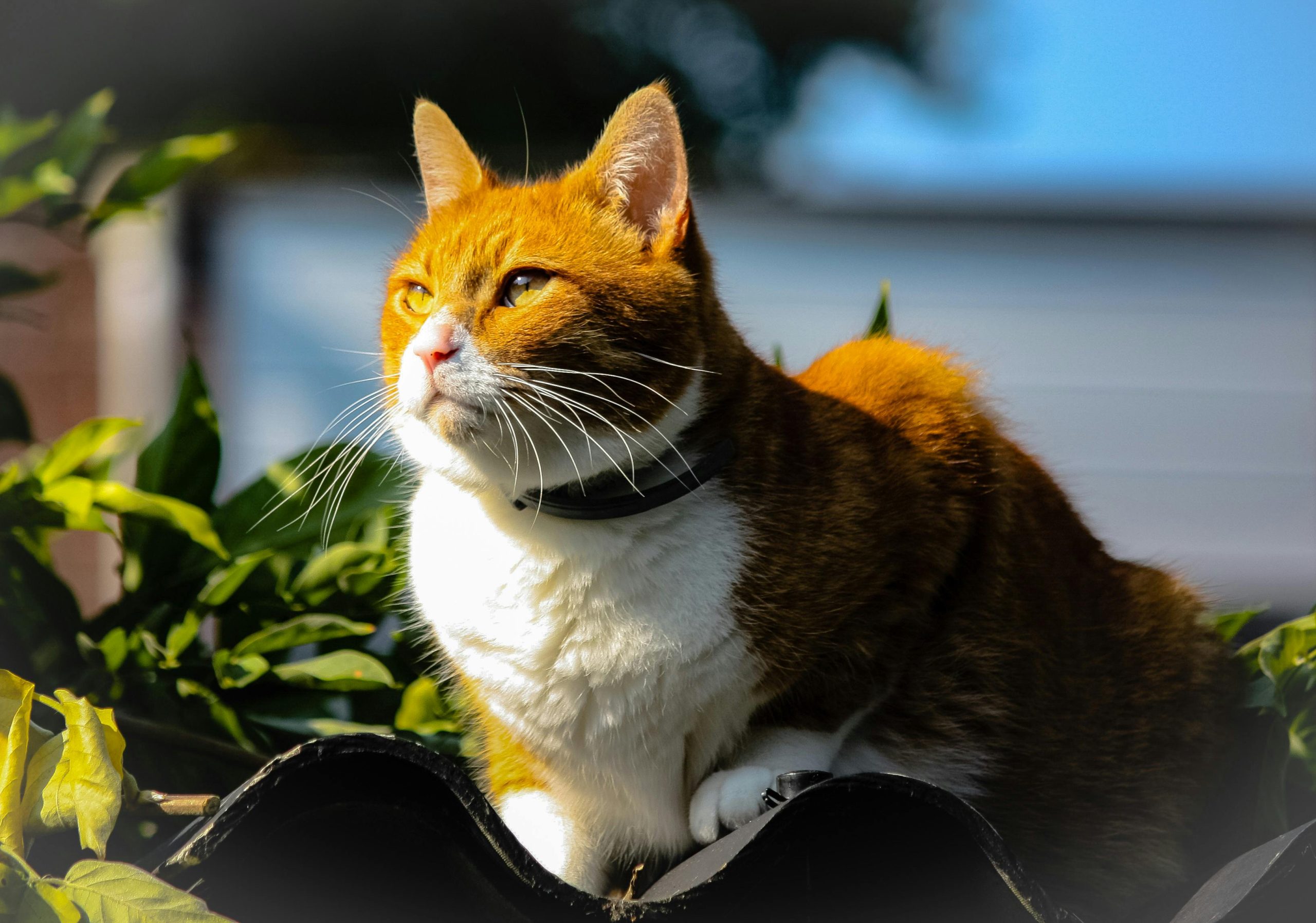 A cute ginger cat relaxing in the sun among greenery in the Netherlands.