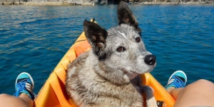 Dog Sea in Istria
