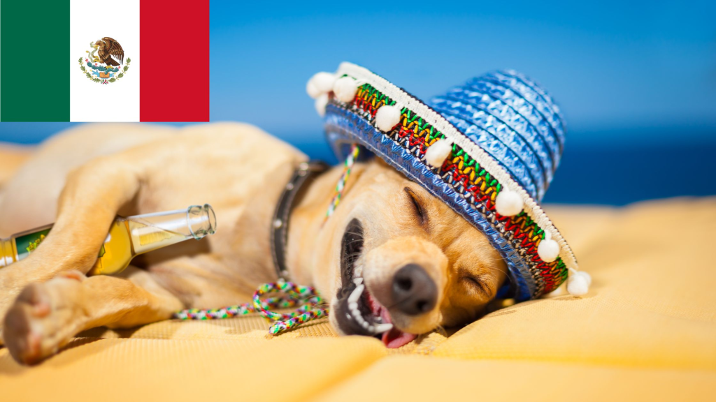 Mexico dog