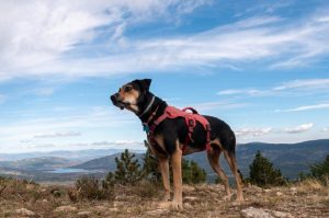 new zealand pet dog