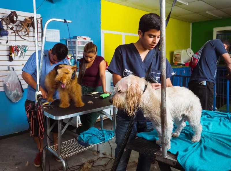 Animal Care Volunteer in Guatemala