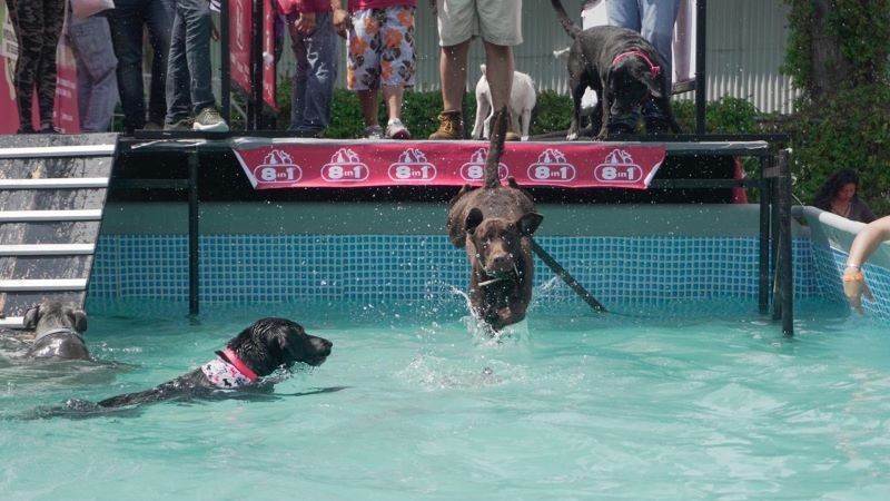 PET FIT FESTIVAL 2024