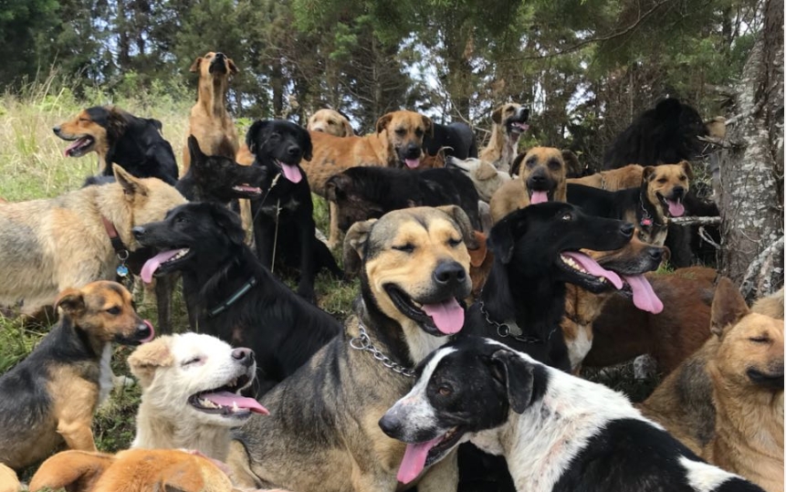 Territorio de Zaguates dog mountain
